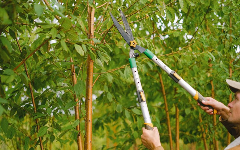 Tree trimming in Piedmont, SD